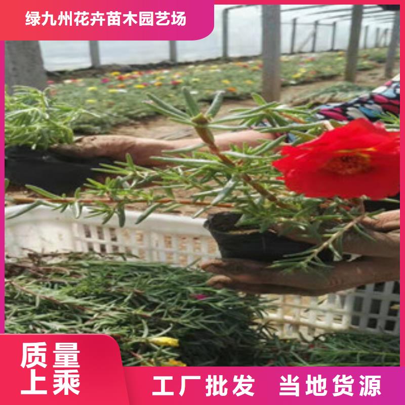 宿根花卉柳叶马鞭草/薰衣草当地厂家值得信赖