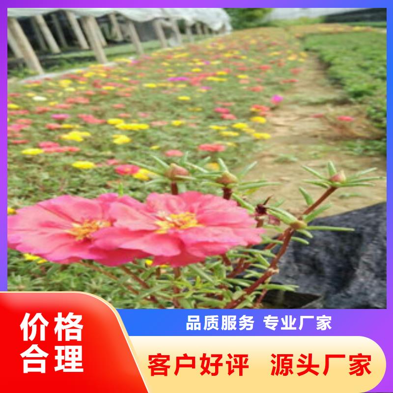 花海景观【花海景观工程】质检严格