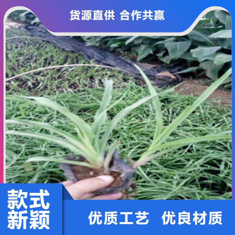 【花海景观】五一国庆草花批发核心技术