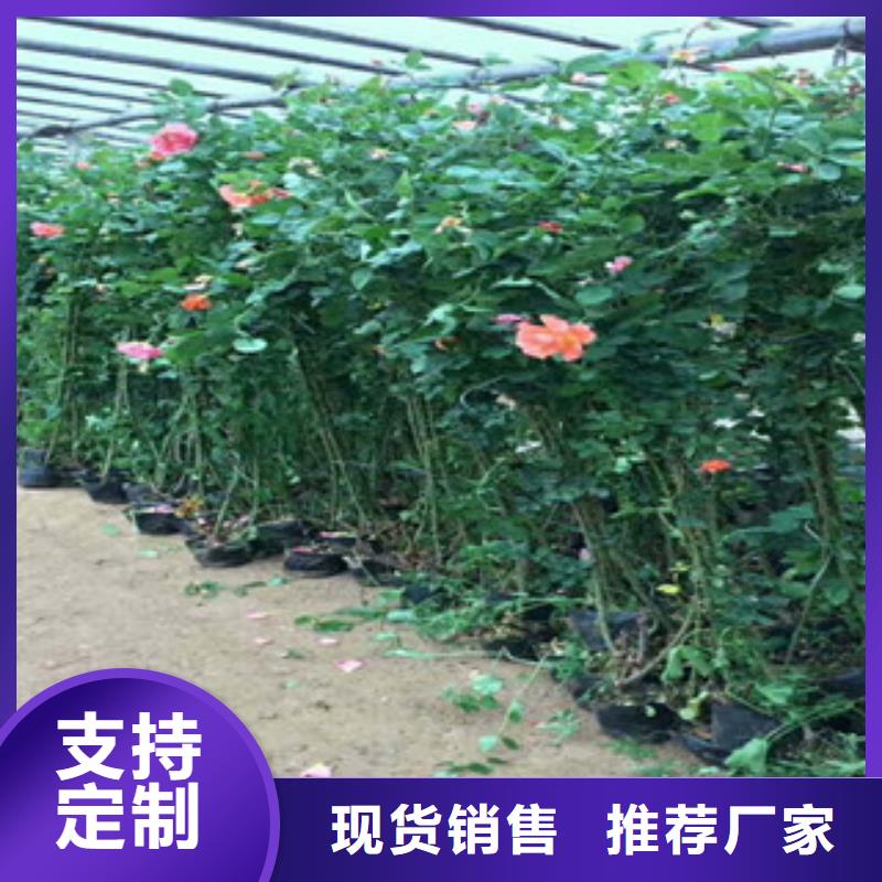 花海景观水生植物/荷花睡莲打造行业品质