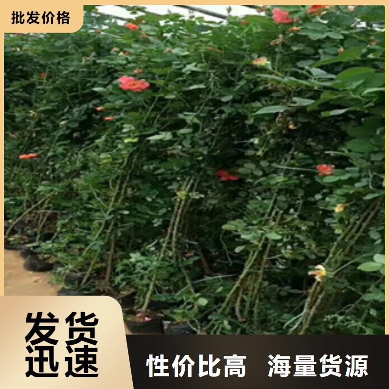 花海景观水生植物/荷花睡莲打造行业品质