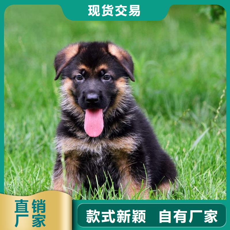 【德国牧羊犬】,卡斯罗犬批发货源