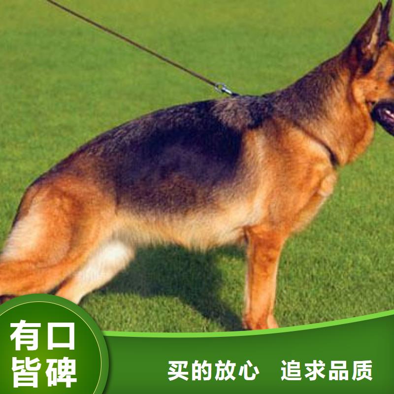 【德国牧羊犬】,卡斯罗犬批发货源