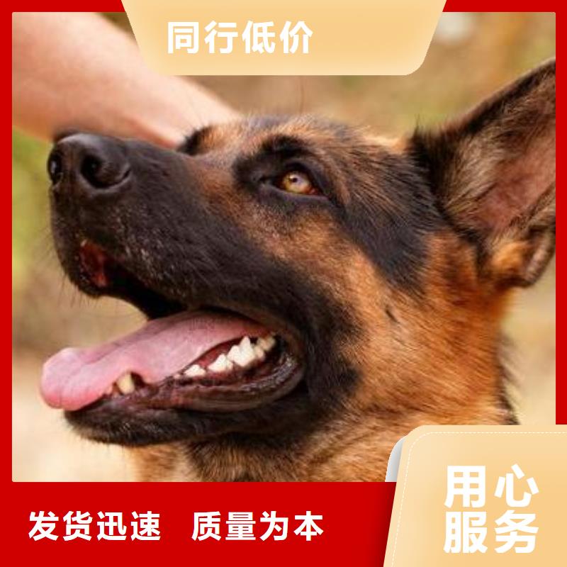 【德国牧羊犬】,卡斯罗犬批发货源