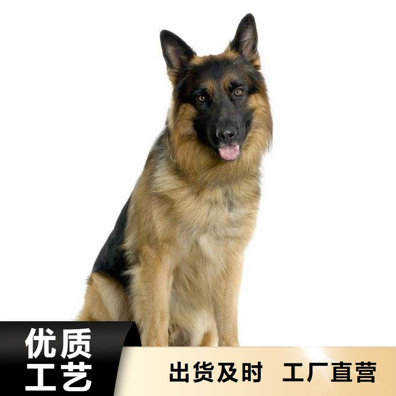 德国牧羊犬卡斯罗犬应用领域