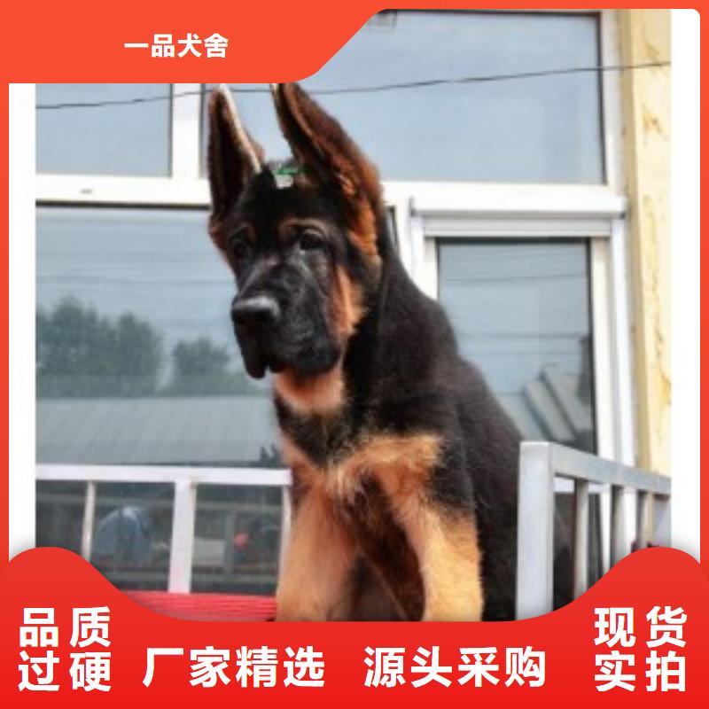 德国牧羊犬卡斯罗犬应用领域