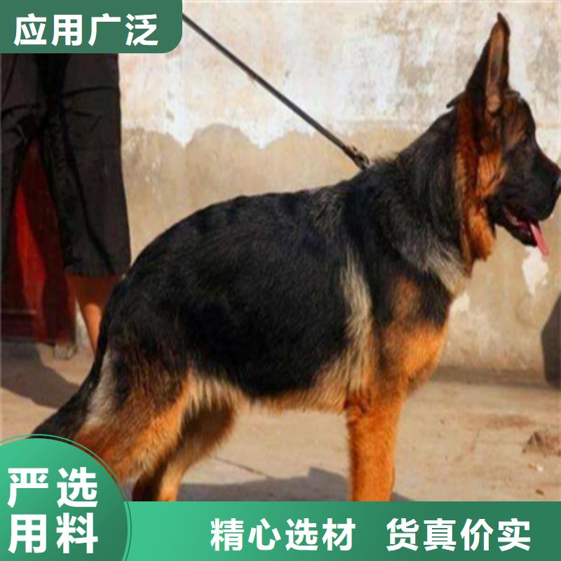 德国牧羊犬卡斯罗犬应用领域