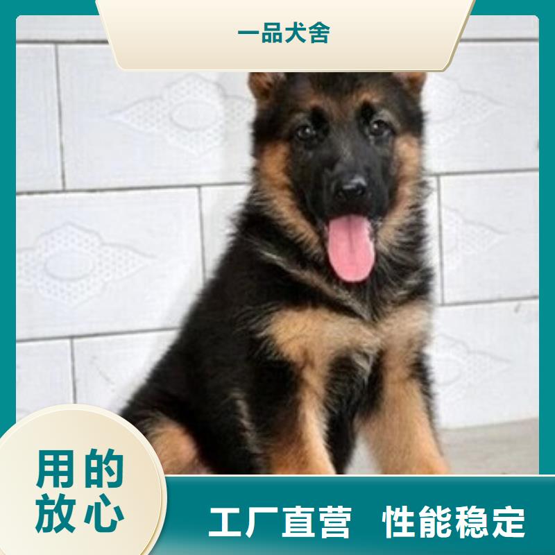 德国牧羊犬卡斯罗犬应用领域