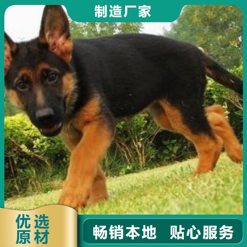 【德国牧羊犬】,卡斯罗犬批发货源