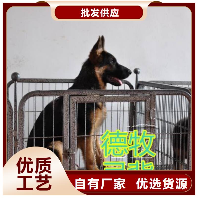 德国牧羊犬卡斯罗犬应用领域