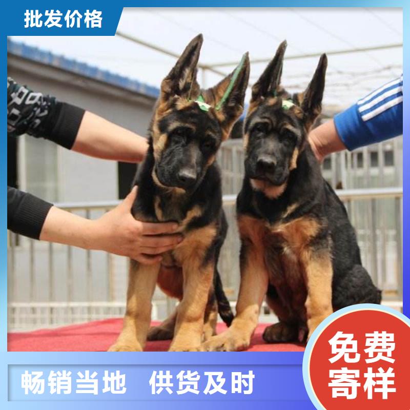 德国牧羊犬卡斯罗犬应用领域