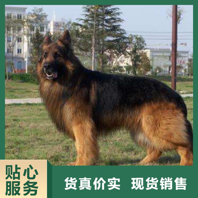 德国牧羊犬卡斯罗犬应用领域