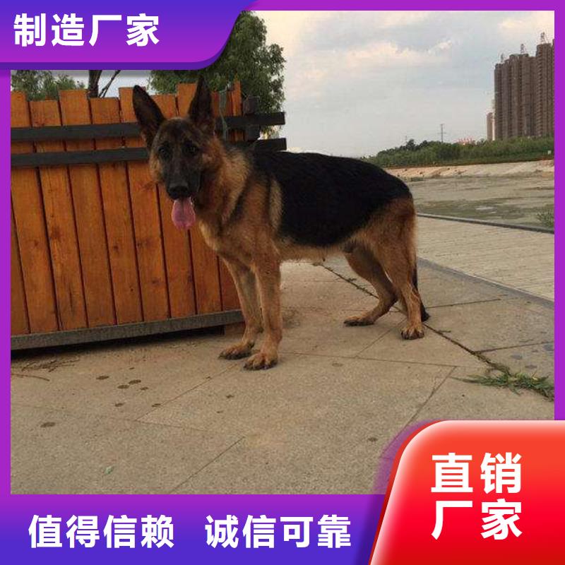 德国牧羊犬卡斯罗犬应用领域